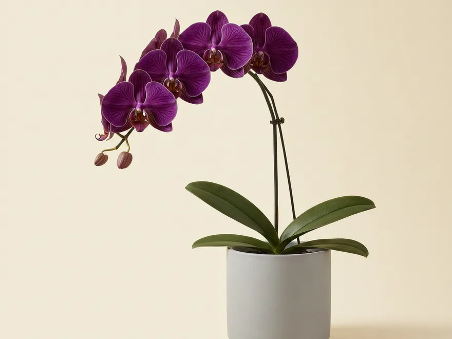 Lan hồ điệp Tím Huế
